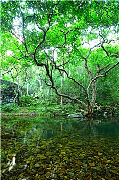 soi cau bach thu mb